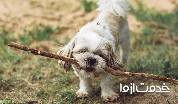 خدمات مربی سگ کرج